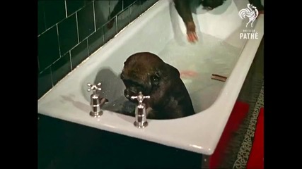 И горилите обичат да се къпят във вана - Смях !