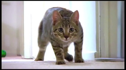 The Mean Kitty Song in. 