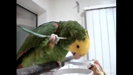 Папагал се почесва с перо - Смях!