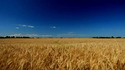 10minutes2relax Golden Wheat Field