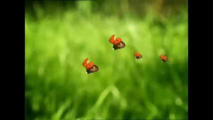 Едно Приклочение за една малка игрива калинка