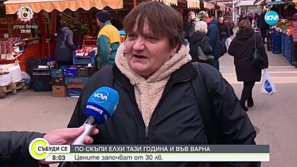 Цени на коледните дръвчета във Варна: защо се увеличават и как хората реагират