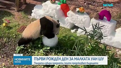 Бебе панда отпразнува първия си рожден ден в Китай