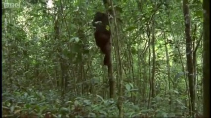 Ugandan chimps hunting - Life of Mammals - Bbc 