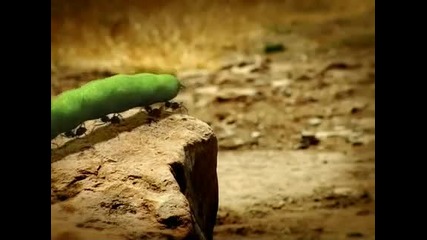 Minuscule 3.05 - Песента на щурците 