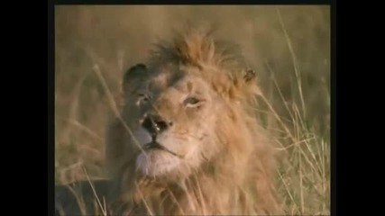 Deep forest - The sound of Africa