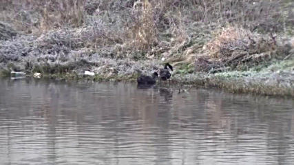 Хищник уби два черни лебедa в Благоевград