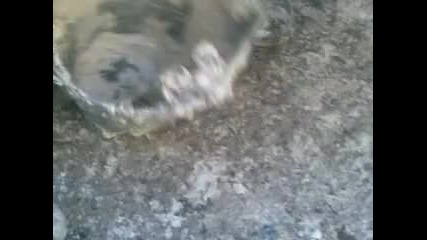 Gavri v teca