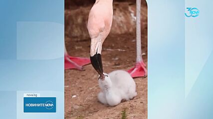 Двойка мъжки фламинги отглежда новоизлюпено в английски зоопарк