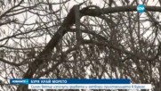 БУРЯ КРАЙ МОРЕТО: Силен вятър изпочупи дървета в Бургас