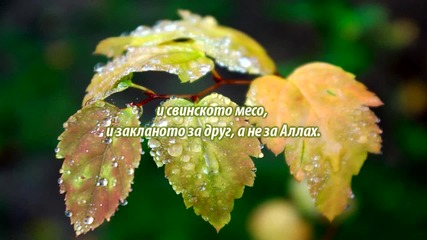 Сура Пчелите (ан-нахл) 114-115