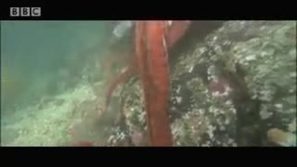 Wow! Giant octopus - extreme animals - Bbc wildlife 