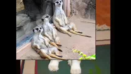 Very Funny Animals