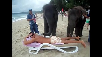 Слонове масажисти