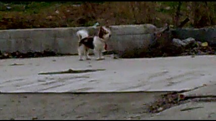 Strange Puppeh lookin nowhere