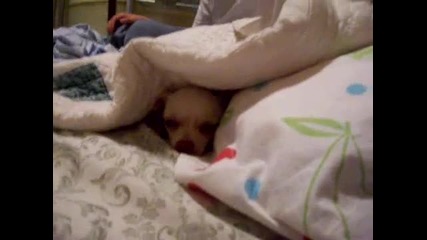 The Chihuahua From Hell