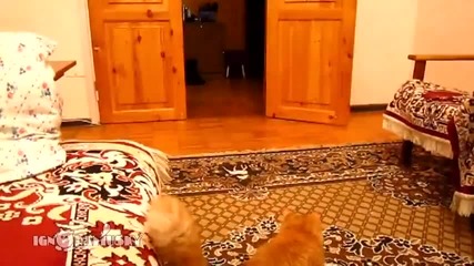 котка плашеща се от звук на ,,супер Марио''