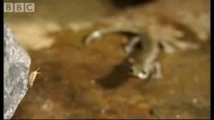 Наи - бързото животно на земята заснето в забавен кадър 