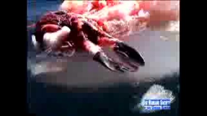 Спрете Унищожаването На Малки Тюлени