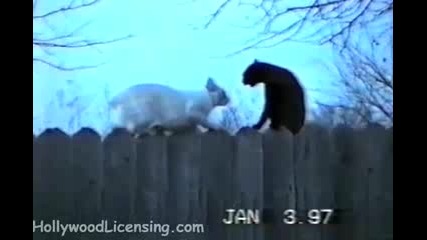 Котешки бои