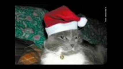 The Funny Christmas Cats