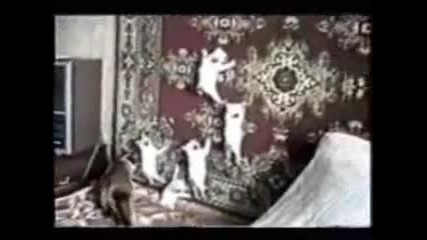Funny Cats