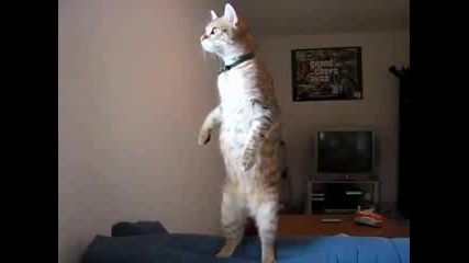 Много напушена котка (смях)