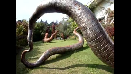 Biggest Snake of the World for Sale, 25 000
