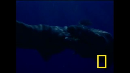 Морски динозаври 1