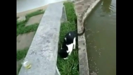 Коте хваща риба