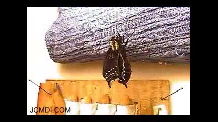 Papilio Indra Minori