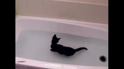 Луда Котка Обича Водата