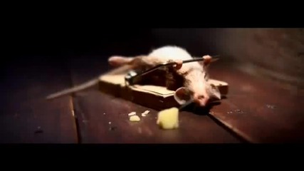 Мишка срещу миши капан!