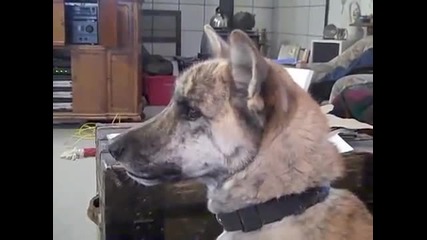 Ultimate Dog Tease