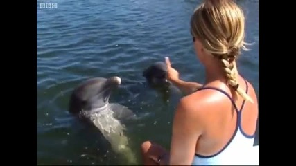 Dolphin tricks - Born to Be Wild Dolphins with Tamzin Outhwaite - Bbc 