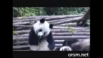 Кихаща панда 
