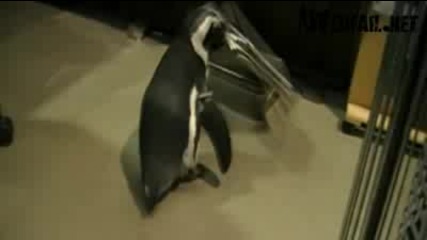 Penguin Win