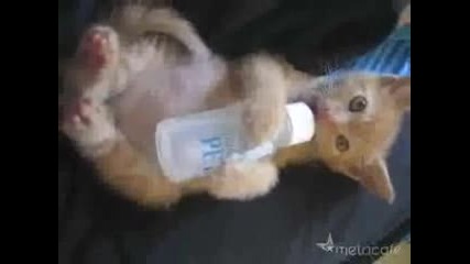 Котенце Смуче От Биберона