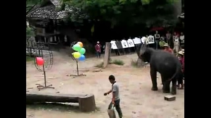 Слон играе дартс