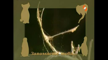 Енциклопедия на животните - Паяк