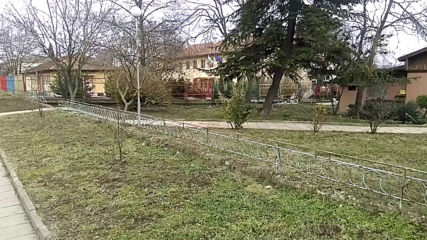 Бездомните кучета