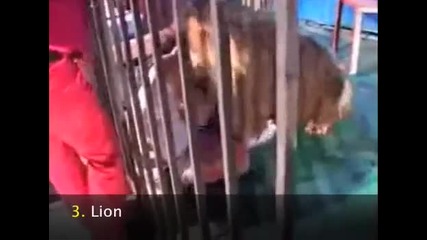 Топ 10 Атаки на Животни