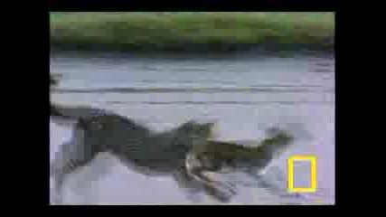 Cheetah Jumps Gazelle