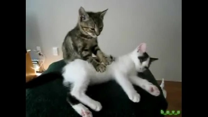 Котешки масаж