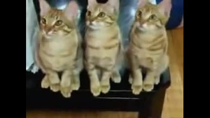 Котешки реакции-смях
