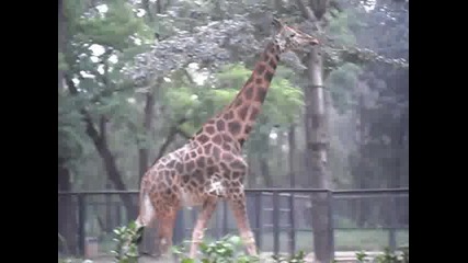 жираф зоопарк Пекин 