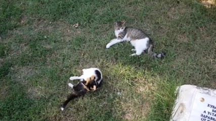 Борба на котки в Трявна