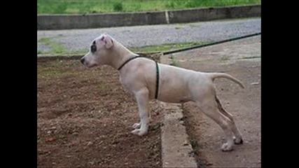 Kyчета 