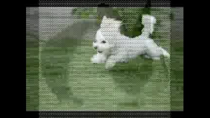 Cute Animals ^^ ~