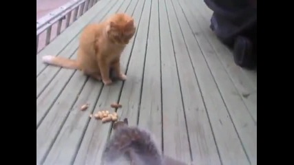 Катеричка краде фъстъци от котка